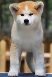 出售精品纯种日系北京秋田犬 有防疫证明和质量三包