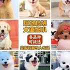 【同城推荐】绵阳盐亭靠谱犬舍售卖萨摩耶 纯种健康