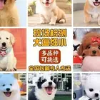【同城推荐】百色田东大型犬舍出售恶霸犬 纯种健康