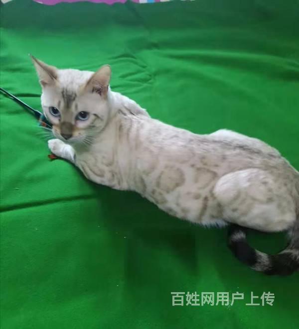 孟加拉豹猫种公多只雪豹京信猫舍