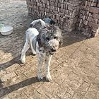 巨贵犬