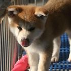 出售纯种日本柴犬 秋田幼犬 保纯种保健康 专业繁殖