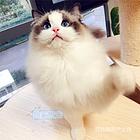 海南三亚精品双血统仙女猫猫舍直销
