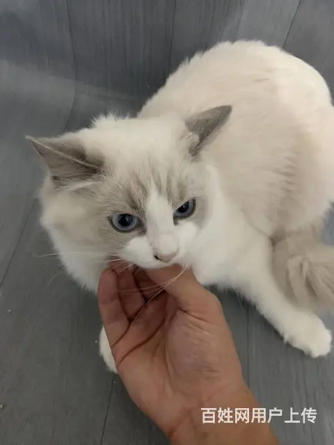 自家母猫生的 7-8 月左右大，布偶妹妹一只的图片