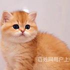 浙江嘉兴英短金渐层幼崽价格