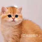 浙江嘉兴英短金渐层幼崽价格