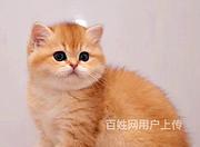 浙江嘉兴英短金渐层幼崽价格