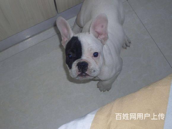 纯种法国斗牛犬 奶白色法国斗牛犬 专业繁殖 签协议的图片