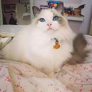 玉溪布偶猫基地◆卖布偶猫的地方