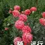 收售二手车中介