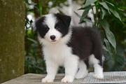 边牧幼犬 出售 边牧照片 边牧价格哪里 出售纯