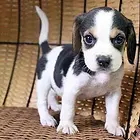 鹤岗血统德比格犬哪里有卖，血统比格犬一般多少钱