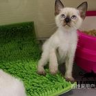 渭南双血统暹罗幼猫全国包邮