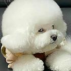 自家繁殖精品杜宾幼犬