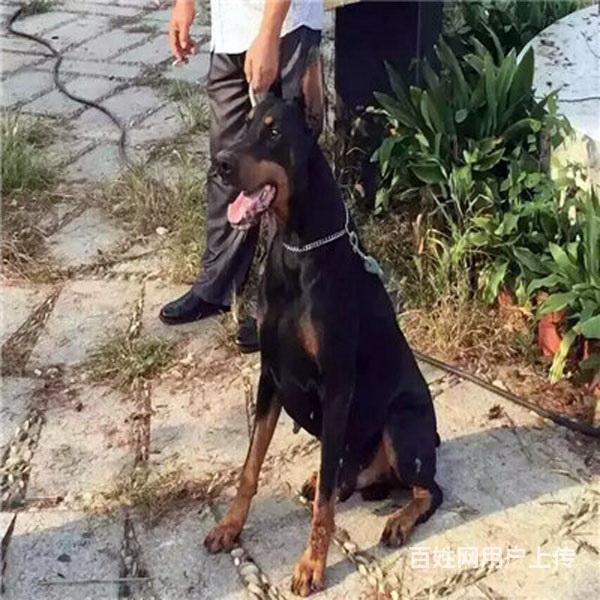 鸡西上哪可以看到杜宾犬舍，杜宾犬舍地址位置的图片