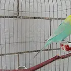 个人手养虎皮鹦鹉