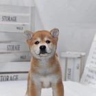 哪里有柴犬卖 哪里有柴犬图片 柴犬多少钱一只