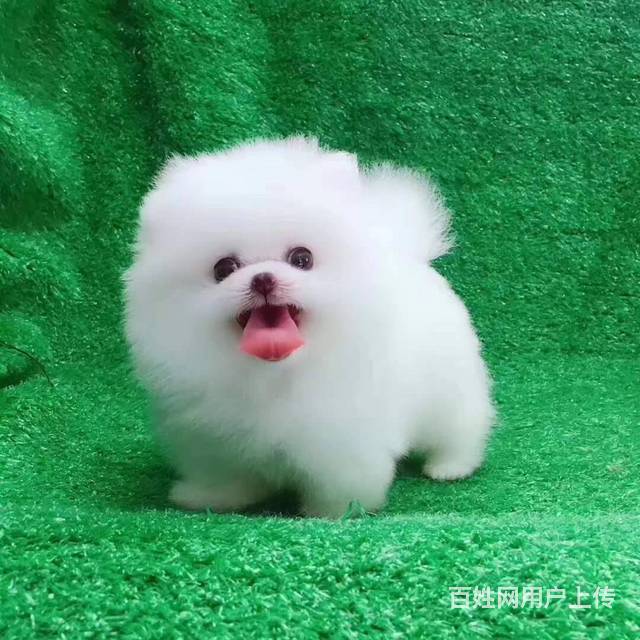 博美//球形博美纯种宠物狗狗/幼犬/包健康的图片