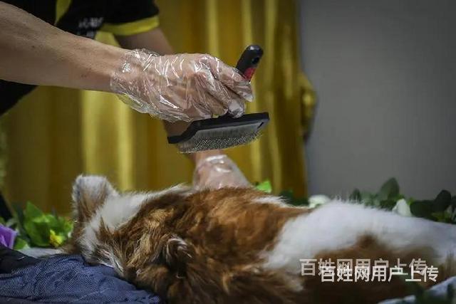 随州火化一只宠物多少钱,随州小动物死亡处理机构,的图片