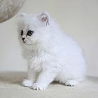 呼伦贝尔纯种金吉拉猫舍 正规猫舍家庭式繁育
