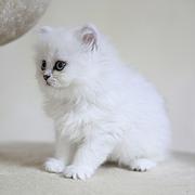 黄冈纯种金吉拉猫舍 正规猫舍家庭式繁育