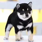 【推荐必选】长春哪里有卖柴犬  上门自提
