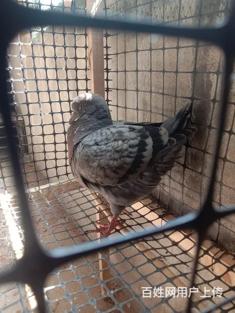 处理家养元宝,圆环观赏鸽子的图片
