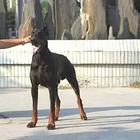 杜宾幼犬 专业杜宾繁殖! 出售赛级血统杜宾幼犬!