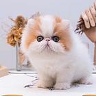 异长波斯猫多少钱一只 纯种幼猫 图片价格
