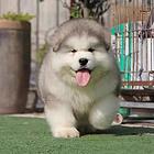 【CKU犬舍】晋中靠谱阿拉斯加犬舍  健康纯种保养活