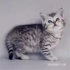 湖北宜昌精品美短加白价钱