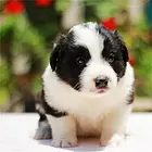 宜昌【*推荐】边牧犬舍‖边牧养殖场