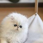 哪里有金吉拉猫卖的 无病无廯 双血统金吉拉多少钱