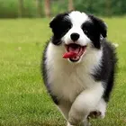 出售纯种边境牧羊犬~疫苗齐全协议质保~送货上门