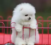 出售纯种哈多利版博美幼犬 签合同终身质保