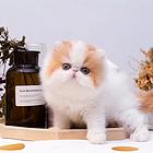 异长波斯猫多少钱一只 纯种幼猫 图片价格