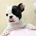 和田犬舍推荐-正规养殖法斗的地方