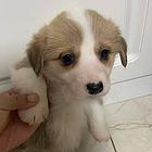 自己 家柯基犬