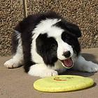 出售边境牧羊犬 纯种幼犬 真实拍摄 签协议