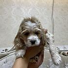 【搞定了！】美卡犬