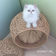 湖北荆州双血统金吉拉幼猫猫舍特惠