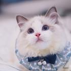 布偶猫价格 图片 多少钱一只 布偶猫粘人吗