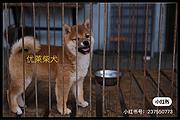 通化纯种柴犬出售@%活泼聪明健康
