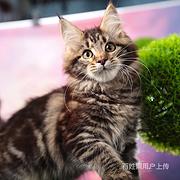 马鞍山纯种缅因幼猫猫舍直销