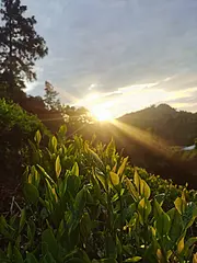 六月茶园风光 安吉白茶 原产地直销