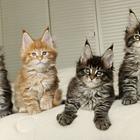 本地哪里有卖缅因猫的多少钱一只 缅因猫好养吗