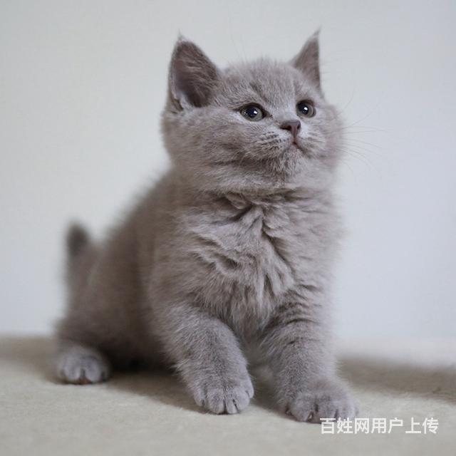 渭南附近哪里有蓝猫卖◆猫场常年卖纯种蓝猫的图片