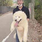 转让一只萨摩耶