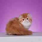 哪里有加菲猫卖的 加菲猫多少钱 疫苗齐全包健康