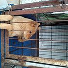 中华田园犬